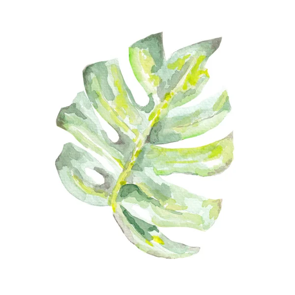 水彩斑斓的热带叶 在白色背景上孤立的图解 手绘常绿热带植物 植物学说明 印刷或背景水彩画 热带叶 图例孤立 — 图库照片