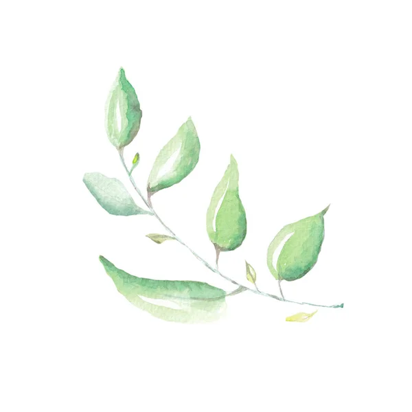 Υδατογραφία Πράσινο Κλαδί Φύλλα Απεικόνιση Που Απομονώνεται Λευκό Φόντο Χέρι Φωτογραφία Αρχείου