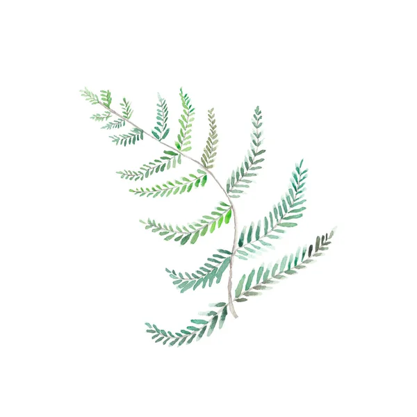 수채류 배경에 고립된 손으로 상록수 식물학적 디자인 유칼립투스 것이다 고립된 — 스톡 사진