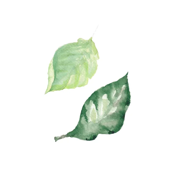 Branche Aquarelle Verte Avec Des Feuilles Illustration Isolée Sur Fond — Photo