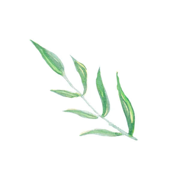 有叶子的水色绿色枝条 在白色背景上孤立的图解 手绘绿色植物 植物学说明 用于标识 打印或背景图片 在白色背景上孤立的图解 — 图库照片