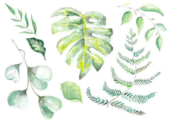 우림의 만년설 Mostera Eucaliptus 백지에 고립된 Fern Illustration 손으로 상록수 — 스톡 사진