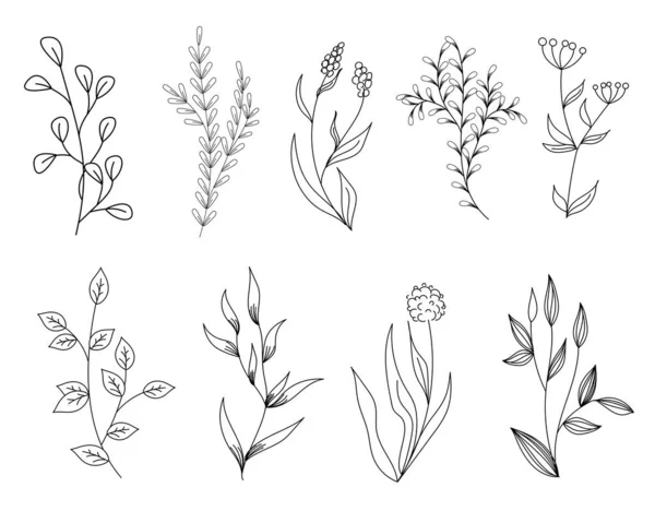 Conjunto Elementos Florales Arte Línea — Archivo Imágenes Vectoriales