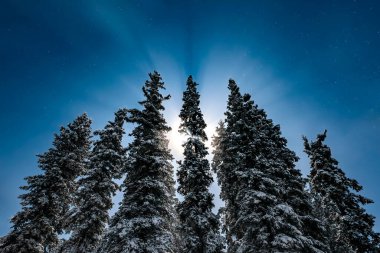 Ay, uzun ağaçların arkasından görünür.