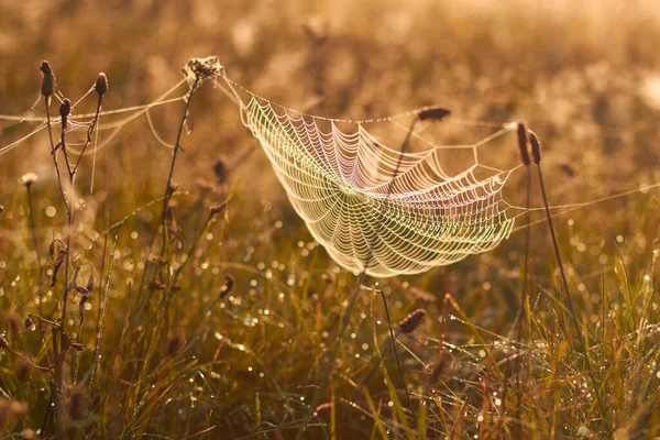 Doğa tarafından örülmüş örümcek ağlarından yapılmış bir hamak, sabah çiğ damlalarında çayırların arka planına karşı.
