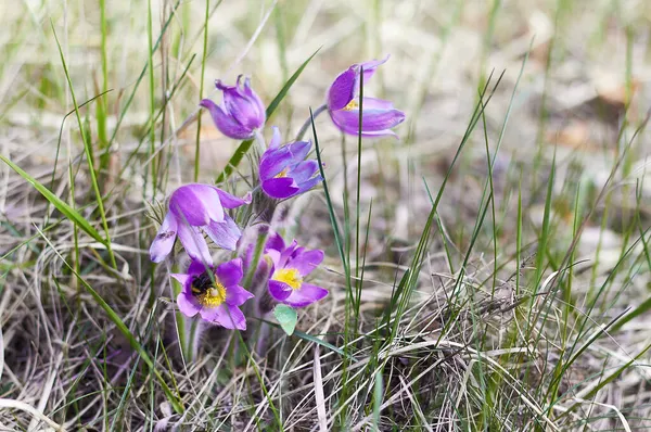 Çimenlerin parlak çiçekleri, bahar çiçekleri açtığında, topraktan çıkıyorlar.