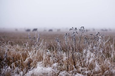 Bulutlu bir Kasım gününde otlayan ineklerle dolu bir tarlanın arka planında buzla kaplanmış çayır çimenleri.