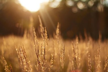 Yüksek çayırlara düşen parlak güneş ışığı sıcak bir yaz günbatımında onları altın bir sisle kaplıyor.