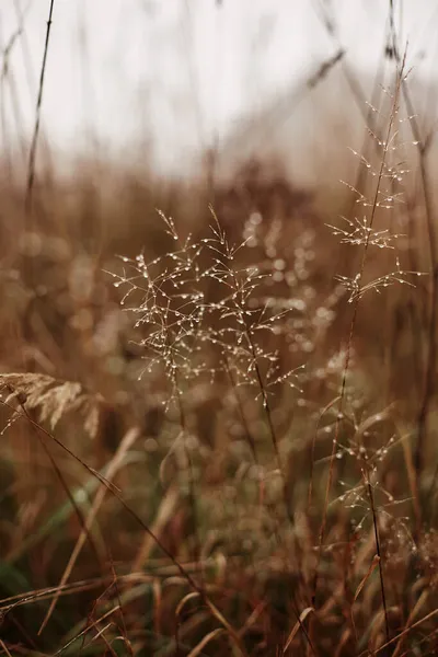 Bulutlu bir sonbahar gününde, yerleşik sis damlalarında çimenler soluyor.
