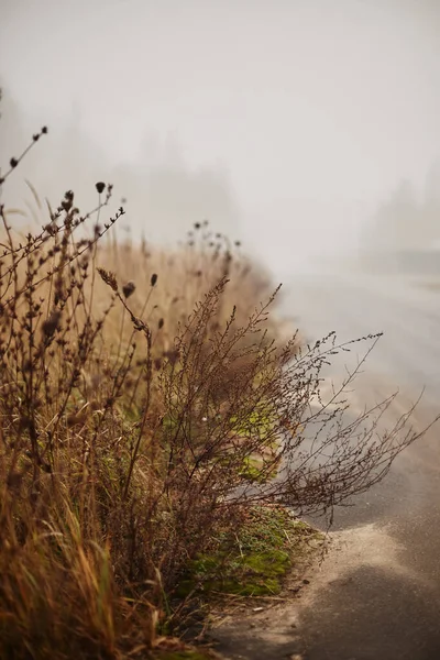 Yol kenarındaki sisli otlar, bir sonbahar gününün sonunda sislerin içinde kayboluyor.