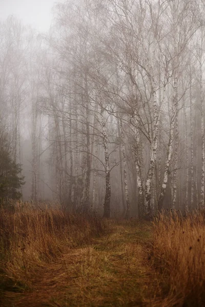 Camino Forestal Cubierto Vegetación Perdido Neblina Otoñal Matorral Abedul — Foto de Stock