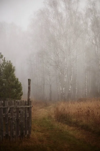 Köyün kenar mahallelerinde bulunan sisli bir sonbahar huş ağacının kenarında orjinal ahşap çitin bir parçası ön planda yer almaktadır.