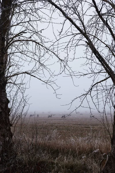 Kasımda sisli bir günde, çim biçme tarlasında otlayan inekler.