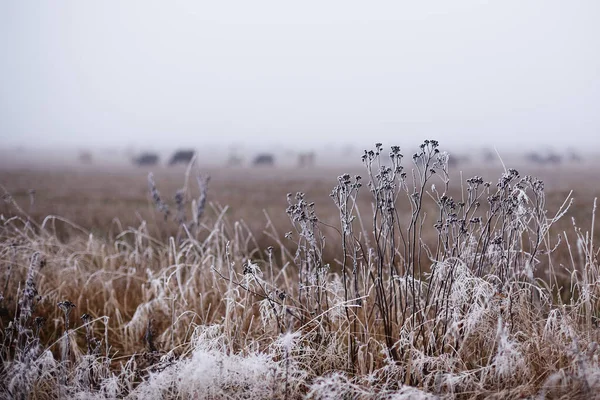 Bulutlu bir Kasım gününde otlayan ineklerle dolu bir tarlanın arka planında buzla kaplanmış çayır çimenleri.