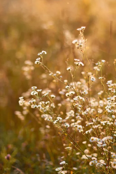 Yaz günbatımının altın renginde parlak çayır çiçekleri