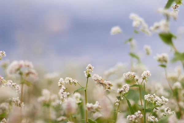 Karabuğday çiçekleri biraz bulanık arkaplanlı mavi bir gökyüzüne karşı çiçek açıyor.