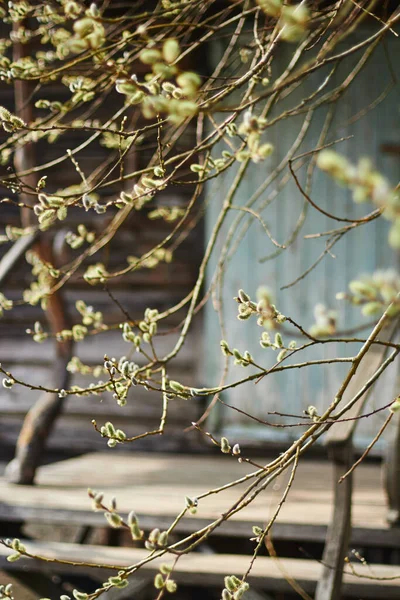 Şiş tomurcuklar, genç yapraklara dönüşmeye hazır, kış uykusundan uyanan bir ağaç, aydınlık bir bahar gününde, eski bir malikanenin bulanık arka planına karşı