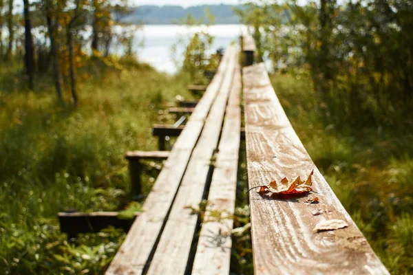 Eski ahşap bir köprünün tahtalarında yatan bir yaprak, sonbahar öğle güneşi tarafından aydınlanan, çevreleyen doğanın bulanık arka planına karşı