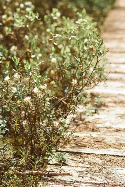 Bir bataklık bitkisi - bir bagulnik, ahşap köprülerin yanında coşkuyla çiçek açan, güzel bir yaz gününde bataklıkta yürümek için tasarlanmış