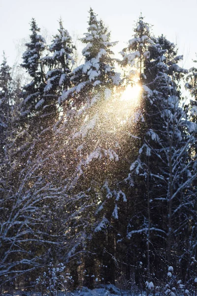 Kış ormanlarında uzun köknar ağaçlarının arka planında, batan güneşin ışınlarında parlayan kar.