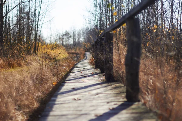 Bataklıkta yürümek için ahşap zemin döşeme, sonbahar renklerinde, batan güneşin ışınlarıyla yan tarafından aydınlatılmış.