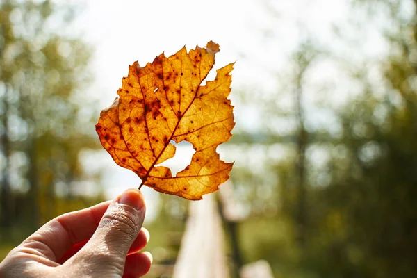 Elinde sonbahar yaprağı, yaz doğasının bulanık arka planında berrak görünür bir yapısı var.
