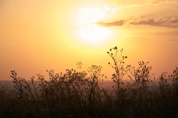 Geçen bir yaz gününün günbatımının arka planında kır çiçeklerinin ana hatları