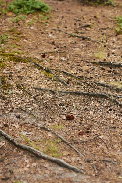 Birbirine dolanmış ağaç kökleri. Yaz ormanlarında düşen çam iğneleriyle kaplanmış köknar kozalakları.