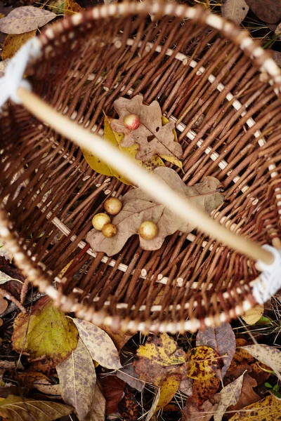 Hasır bir sepetin altındaki solmuş meşe yaprakları düşmüş sonbahar yapraklarının arka planına karşı.