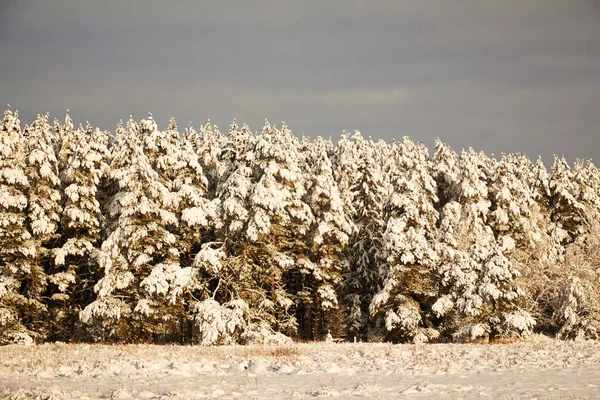İnce karla kaplı köknar ağaçlarından oluşan bir manzara. Kış ormanının kenarında duruyor. Güneş tarafından aydınlatmış, mavi gökyüzüne karşı.