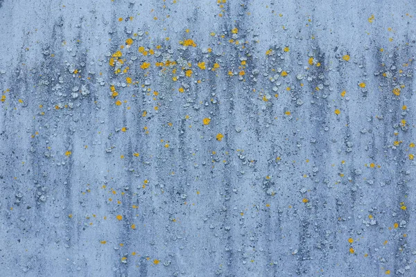 Mavimsi bir arka planda sarımsı yosunlar ve zambaklar deseni