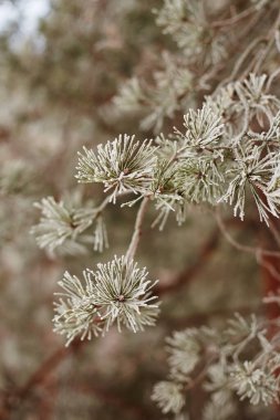 Güzel bir kış gününde, çam dalları buzla kaplıdır.