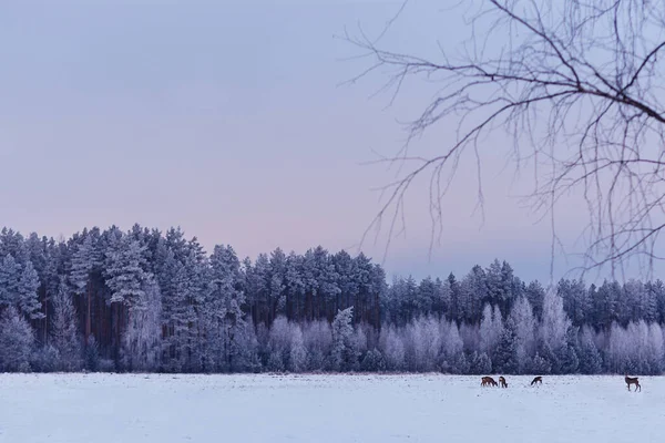 Karla kaplı bir tarlada otlayan küçük bir geyik sürüsü. Kış ormanının arka planına karşı.