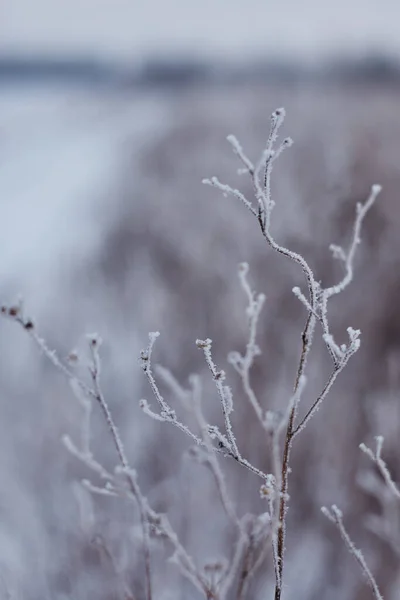 Donmuş kış doğasının bulanık arka planında buzla kaplı çalılar.