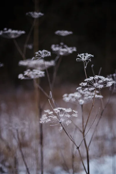 Kar tarlasının bulanık arka planında karla kaplı otlar.
