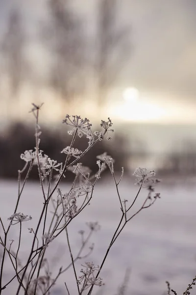 Çayırların çiçekleri kışın batan güneşin bulanık arka planında dondurucu soğukla kaplıydı.