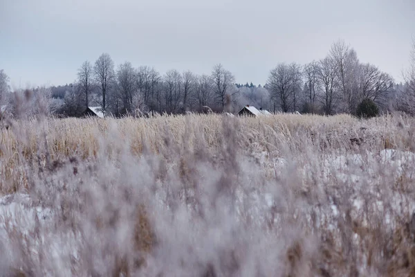 Daken Van Dorpshuizen Besproeid Met Sneeuw Zichtbaar Achter Een Overwoekerd — Stockfoto