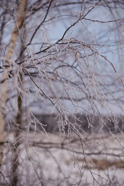 Kış güneşinin ışınlarında, donuk donlarla kaplı ağaç dalları