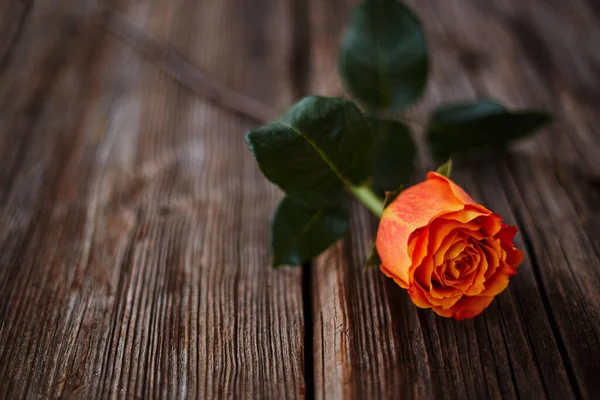 Ahşap bir yüzeyde duran tek bir turuncu gül. İfade eden, hafifçe bulanık bir dokusu var. Bulanık odaklı arkaplan