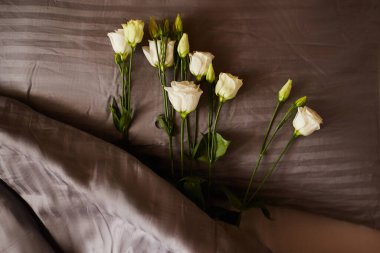 Yakın plan Eustoma çiçekleri, bir yastığa uzanmış, hafifçe bir battaniye ile kaplanmış, koyu mor tonlarda.