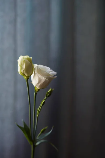 Biraz bulanık mavi arka planda, yakın planda beyaz bir Eustoma çiçeği. Bulanık odaklı olmayan arkaplan