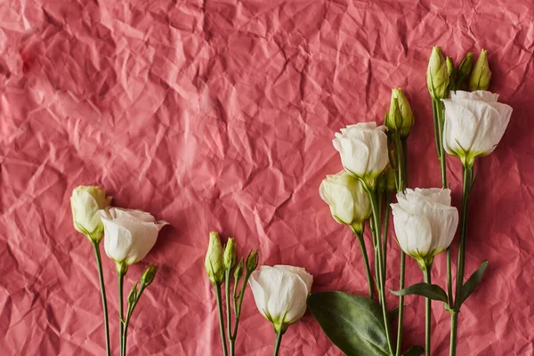 Beyaz Eustoma çiçeklerinin şenlikli bileşimi buruşmuş kağıt dokusuyla kırmızı-pembe rengin tek bir arka planına eşit olarak yerleştirilmiştir.