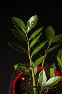 Dekoratif yeşil zamioculca dalı iç dekorasyon için güzel bir kap.