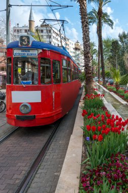 Eski Antalya kasabasında çiçeklenmiş kırmızı lalelerden oluşan çiçek tarhlarıyla geçen karakteristik kırmızı vintage tramvay.