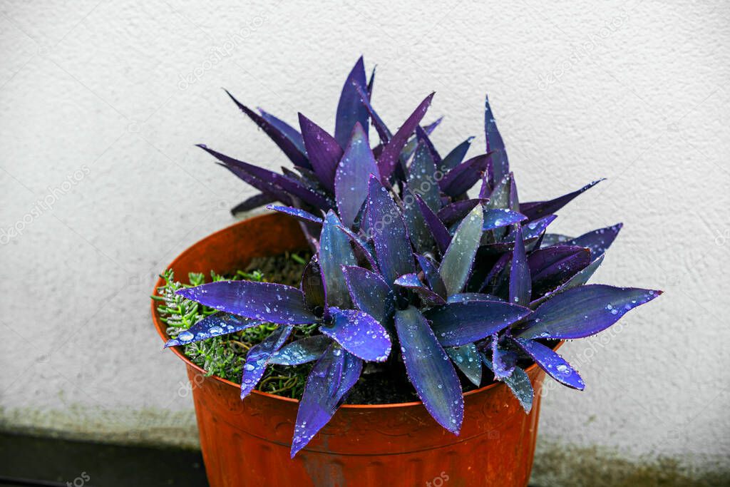Large pot with purple and blue tradescantia pallida bushes with dew drops on the terrace of an attic