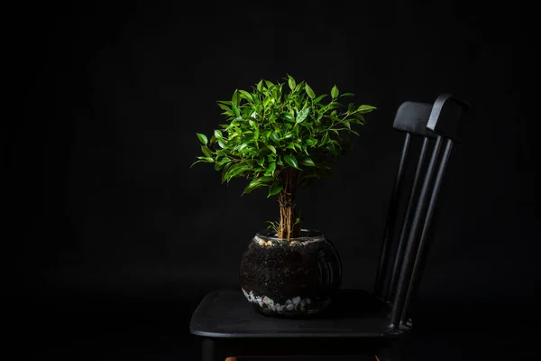 Ficus Benjamina Perfeito Para Aqueles Sem Experiência Jardinagem Panela Vidro — Fotografia de Stock