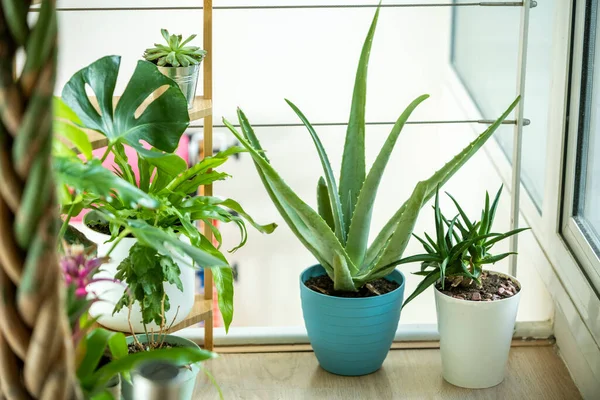 Hardy Dan Cantik Tanaman Rumah Tangga Aloes Pachira Bromeliads Apartemen — Stok Foto