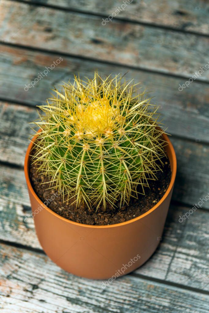 Echinocactus grusonii, vista desde arriba, es una especie perteneciente ...