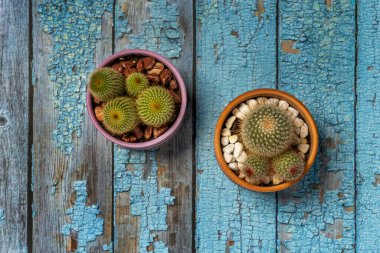 Yeşil mammillarialı iki terracotta tenceresi ve mavi masada sarı ve kırmızı çiviler.