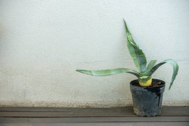 Barbados 'tan gelen aloe vera, asbar ya da aloe, tavan arasında yaşayan sulu bir türüdür.